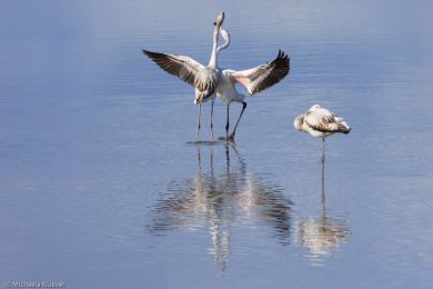 flamingos-auf-sardinien-11