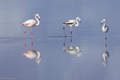 flamingos-auf-sardinien-12
