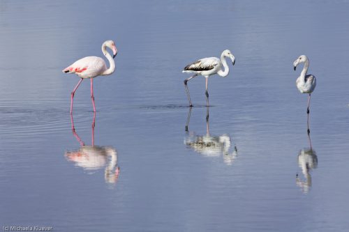 Flamingo Gruppe