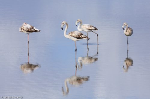Flamingo Gruppe