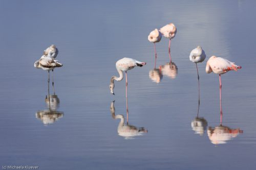 Flamingo Gruppe