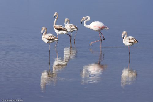 Flamingo Gruppe