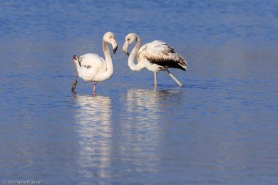 flamingos-auf-sardinien-16