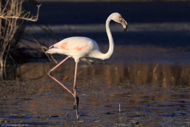 flamingos-auf-sardinien-18