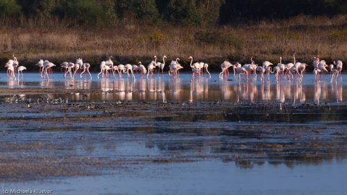 Flamingo Gruppe