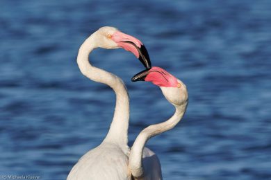 flamingos-auf-sardinien-22