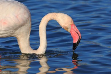 flamingos-auf-sardinien-23
