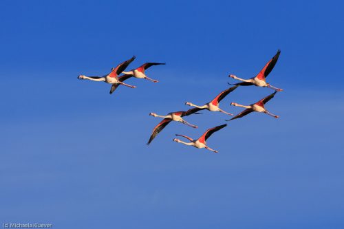 Flamingos im Flug