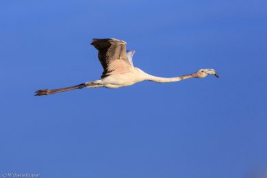 flamingos-auf-sardinien-25