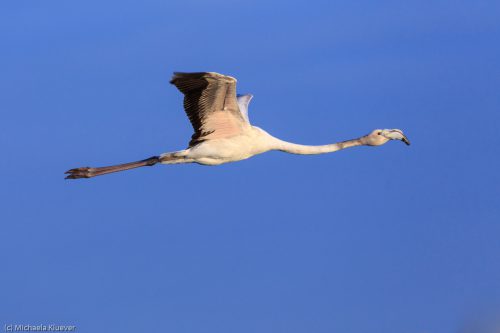 Flamingos im Flug