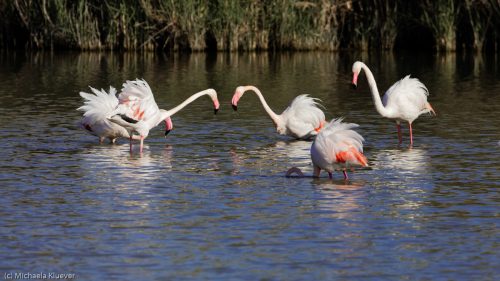 Flamingos Interaktion
