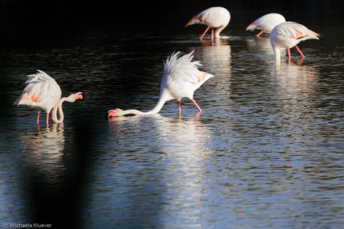 Flamingos Interaktion
