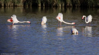 flamingos-auf-sardinien-29