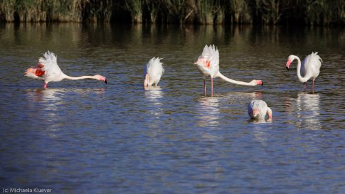 Flamingos Interaktion