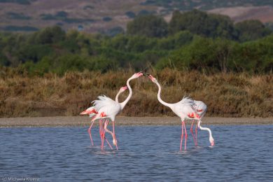 flamingos-auf-sardinien-3