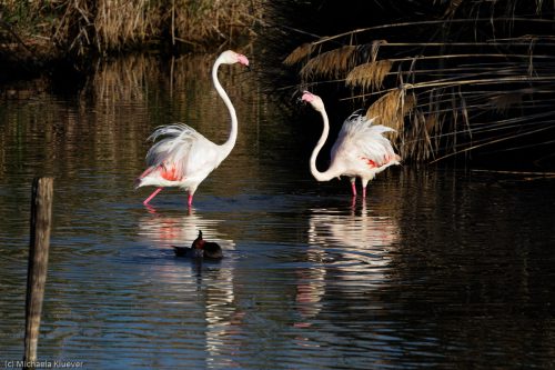 Flamingos Interaktion