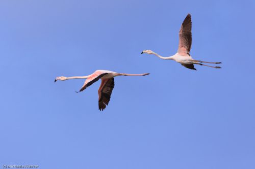 Flamingos im Flug
