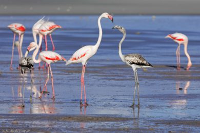 flamingos-auf-sardinien-5