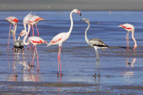 Flamingos Interaktion
