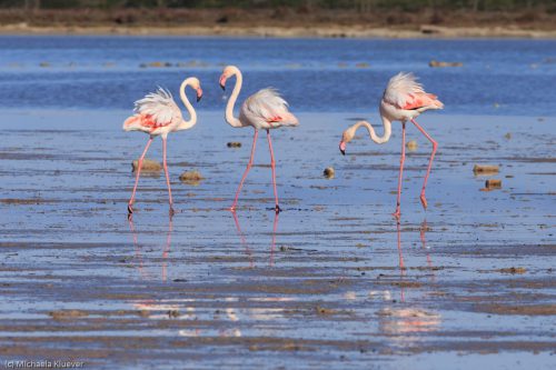 Flamingos Interaktion