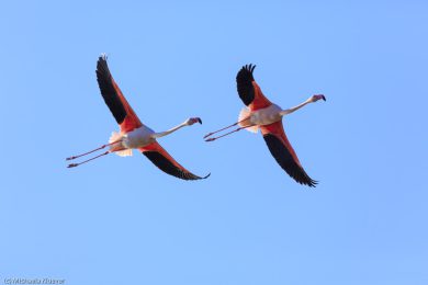 flamingos-auf-sardinien-7
