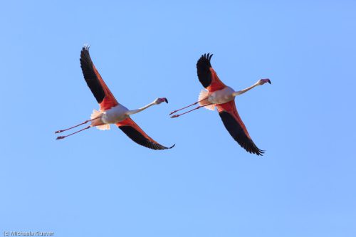 Flamingos im Flug