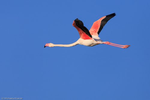 Flamingos im Flug