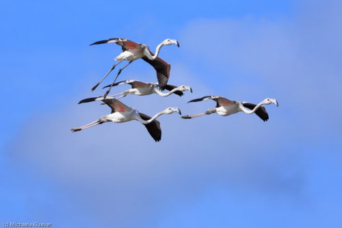 Flamingos im Flug