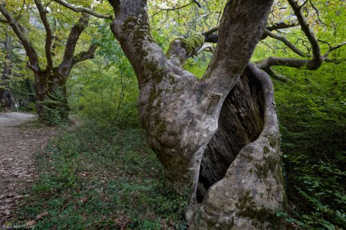 Platanen am Voidomatis