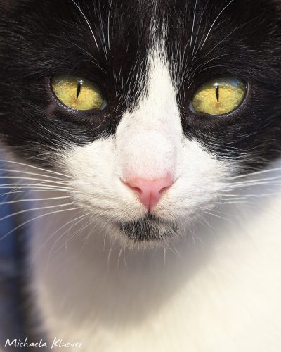 Neugieriger Blick