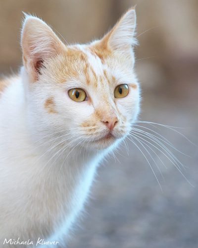 Skeptischer Blick