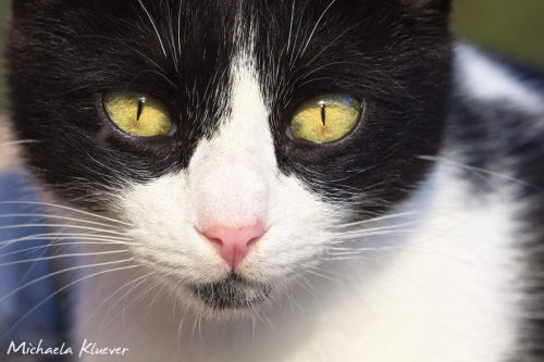Neugieriger Blick