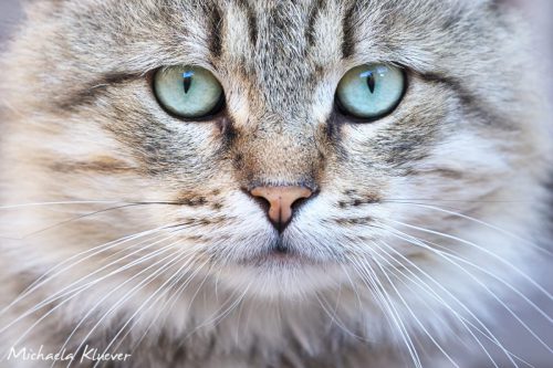 Müder Blick