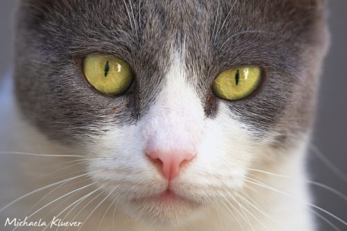 Lass mich in Ruh Blick