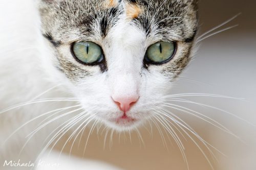 Intensiver Blick