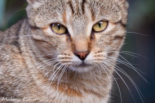 Abwartender Blick