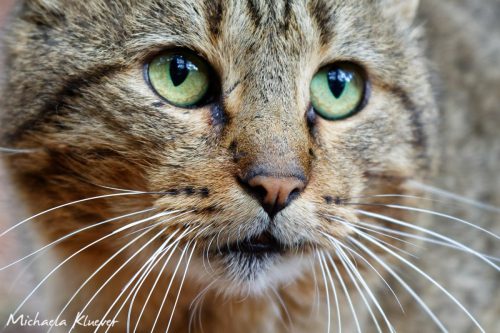 Schöne Augen