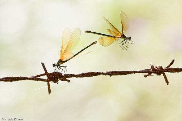 Libellen Interaktion, Weibchen