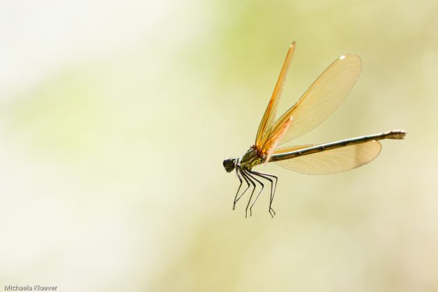 Libelle im Flug, Weibchen