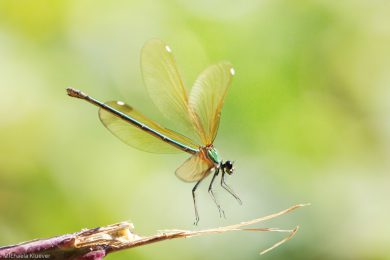 Fototutorial Libellenfotografie Flugaufnahmen
