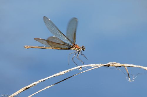 Libelle Landung, Weibchen