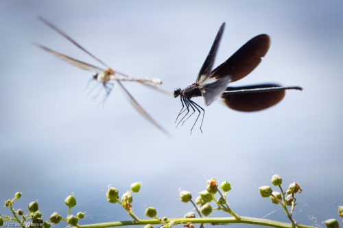 Libellen Interaktion im Flug