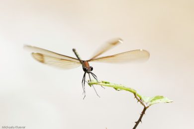 Fototutorial Libellenfotografie Flugaufnahmen
