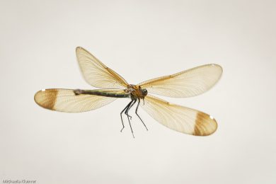 Fototutorial Libellenfotografie Flugaufnahmen