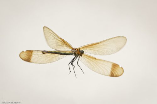 Libelle im Flug, Weibchen