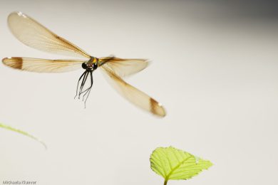 Fototutorial Libellenfotografie Flugaufnahmen