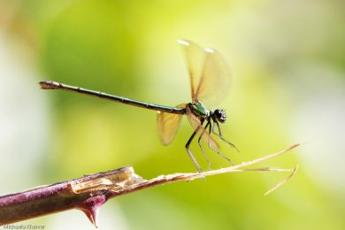 Fototutorial Libellenfotografie Flugaufnahmen