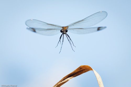Libelle im Flug, Männchen