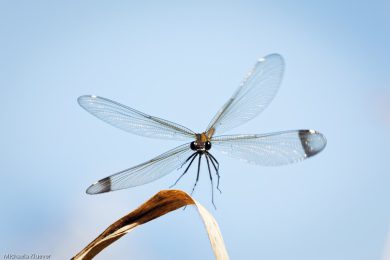 Fototutorial Libellenfotografie Flugaufnahmen