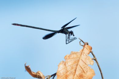 Fototutorial Libellenfotografie Flugaufnahmen